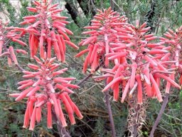 Aloe comptonii inflorescence