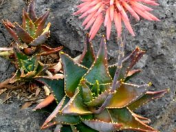Aloe comptonii purple-tipped buds