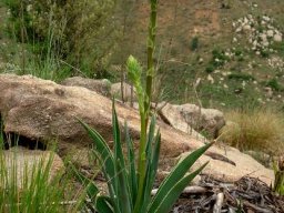 Aloe ecklonis