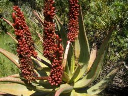 Aloe ferox fruiting