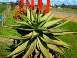 Aloe ferox by the roadside