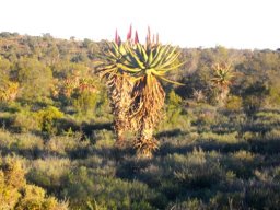 Aloe ferox standing in contrast