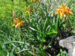 Aloe fouriei