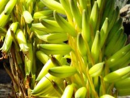 Aloe gariepensis, the yellow flowering form