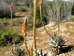 Aloe glauca