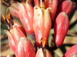 Aloe globuligemma fleshy flowers