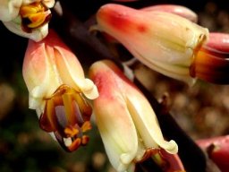 Aloe globuligemma yellowing flowers