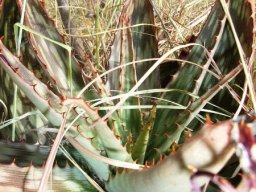 Aloe davyana leaf rosette