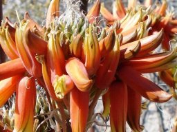 Aloe hereroensis inflorescence, capitate racemes
