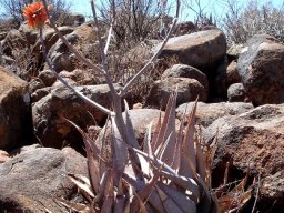 Aloe hereroensis leaves