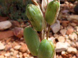 Aloe humilis green fruit