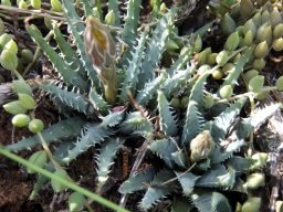 Aloe humilis