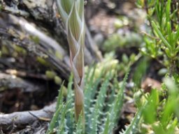 Aloe humilis budding inflorescence