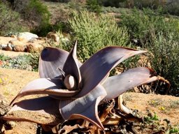 Aloe karasbergensis