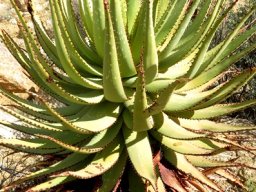 Aloe khamiesensis rosette and dry leaves