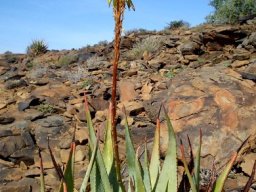 Aloe knersvlakensis red buds, pale yellow flowers