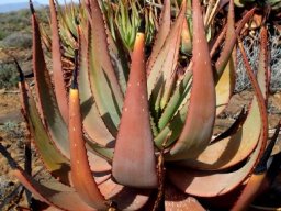 Aloe knersvlakensis leaves