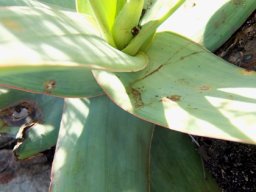 Aloe kouebokkeveldensis leaves