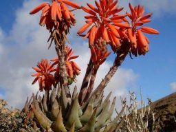 Aloe krapohliana flowering well
