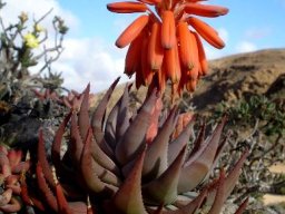 Aloe krapohliana leaves