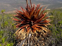 Aloe lineata var. muirii