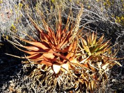 Aloe lineata var. muirii differences in resilience