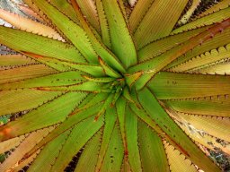 Aloe lineata var. muirii, the streepaalwyn