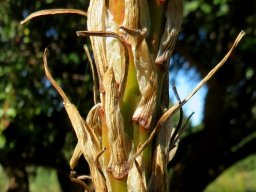 Aloe lineata var. muirii bracts and stalks