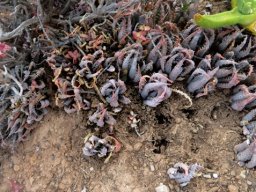 Aloe longistyla cohesive community