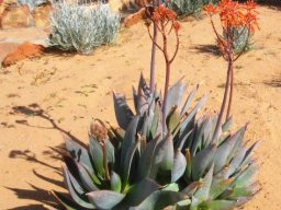 Aloe maculata X striata hybrid