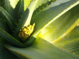 Aloe marlothii hybrid