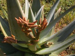 Aloe marlothii, maybe a hybrid