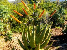Aloe marlothii flowering at Worcester