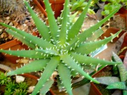 Aloe melanacantha young, white thorns