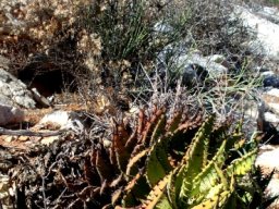 Aloe melanacantha
