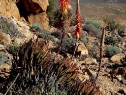 Aloe melanacantha in bloom