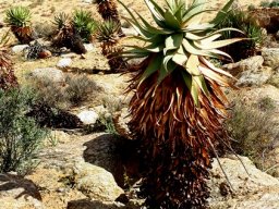 Aloe microstigma audacious leaves