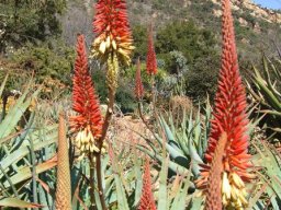 Aloe mutabilis