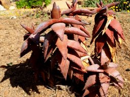 Aloe pearsonii leaf spines