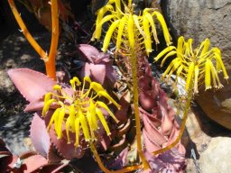 Aloe pearsonii yellow flowers