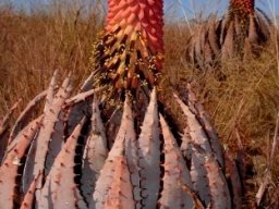 Aloe peglerae flowering