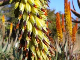 Aloe petricola inflorescence