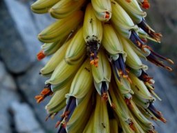Aloe petricola dark filaments, pale style