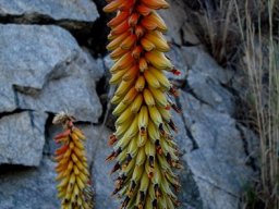 Aloe petricola bicoloured inflorescence