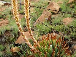 Aloe pratensis