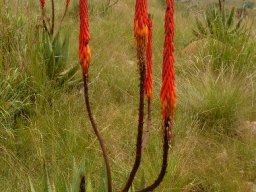 Aloe reitzii var. reitzii