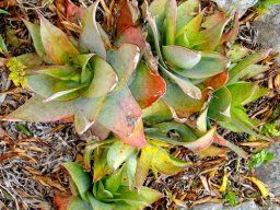 Aloe reynoldsii