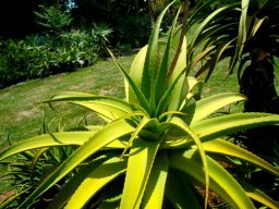 Aloe rupestris rosette