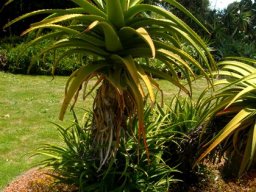 Aloe rupestris