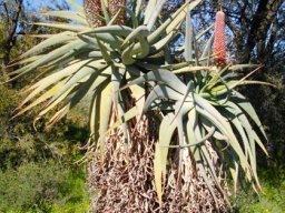Aloe speciosa in flower